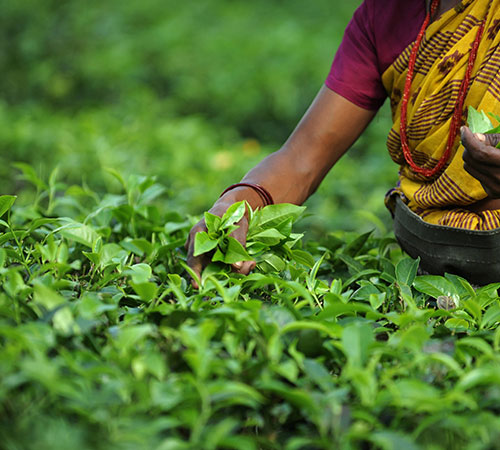 Beautiful Darjeeling Tour