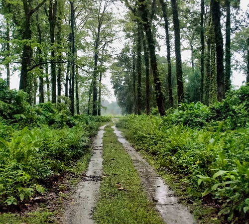 Dooars, Jaldapara, Buxa & Chalsa Tour