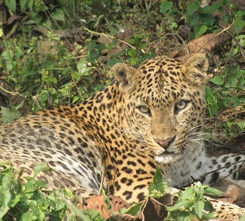 Jaldapara & Gorumara Delight Tour