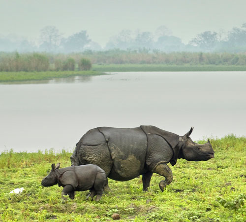 Buxa, Jaldapara Gorumara Special